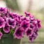 Petunia – Cascadia Purple Ice – 10″ Hanging Basket